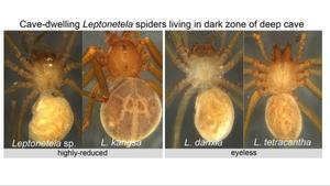 A la izquierda dos especies de arañas, a las que solo les quedan puntos claros en los ojos. A la derecha hay dos especies que han perdido completamente los ojos, a pesar de lo cual perciben la luz.