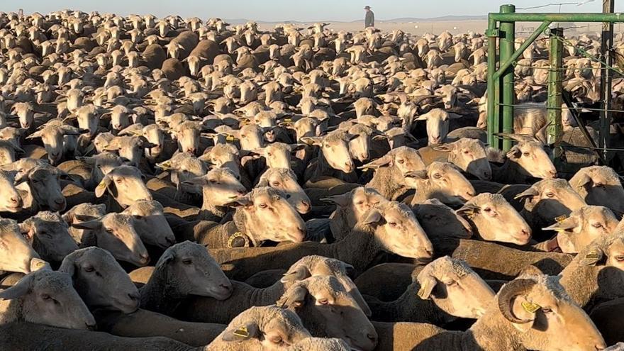 1.700 ovejas viajan desde Huertas de Ánimas a León