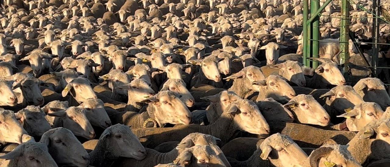 1.700 ovejas viajan desde Huertas de Ánimas a León