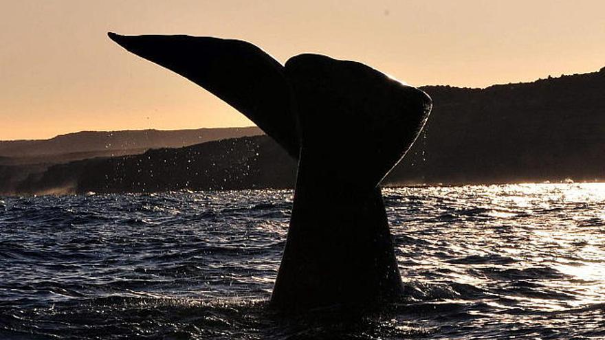 Una ballena franca austral.