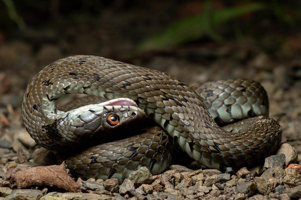 Un ejemplar de 'Natrix astreptophora' realizando la tanatosis.