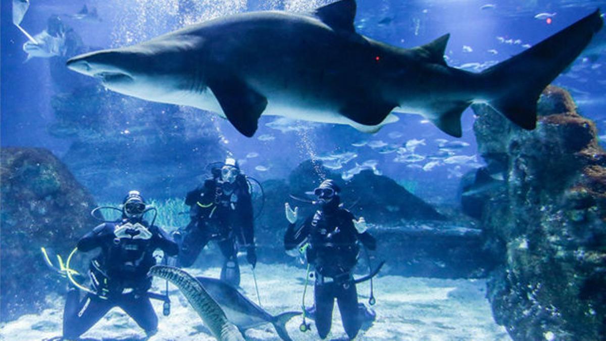 Maica García y Ani Espar celebran la Navidad entre tiburones