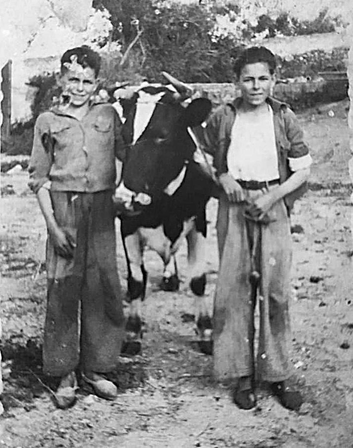 Francisco y Rafael, hermanos de Remedios, con la vaca de la familia, en las tierras del Molino Alto de Churriana.