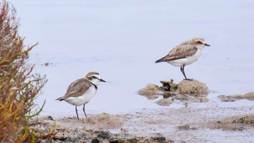 «Si hay menos aves es porque han desaparecido el 40% de las motas de ses Salines de Ibiza»