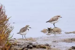 «Si hay menos aves es porque han desaparecido el 40% de las motas de ses Salines de Ibiza»