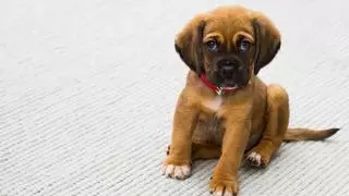 ¿Hasta qué edad crecen los perros?