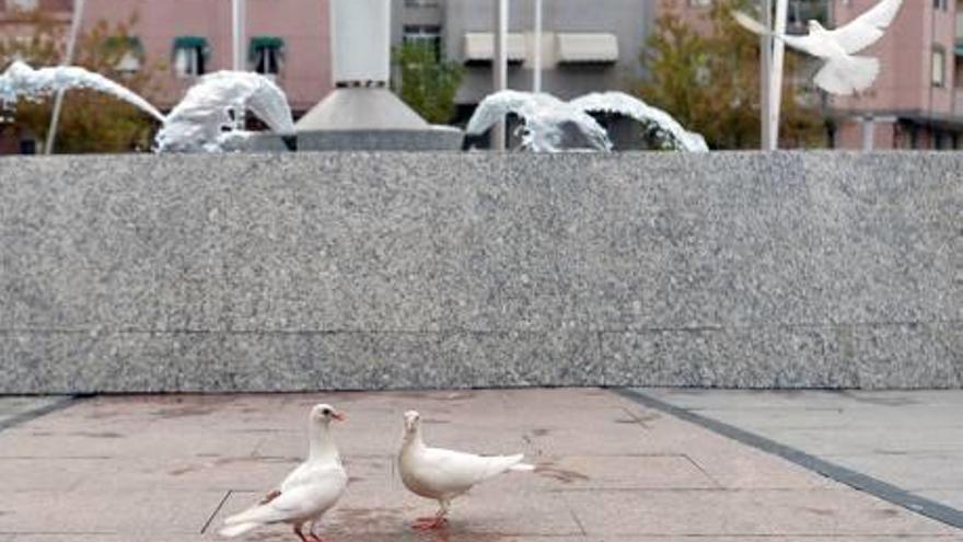 Las palomas se propagan por los barrios de Elche