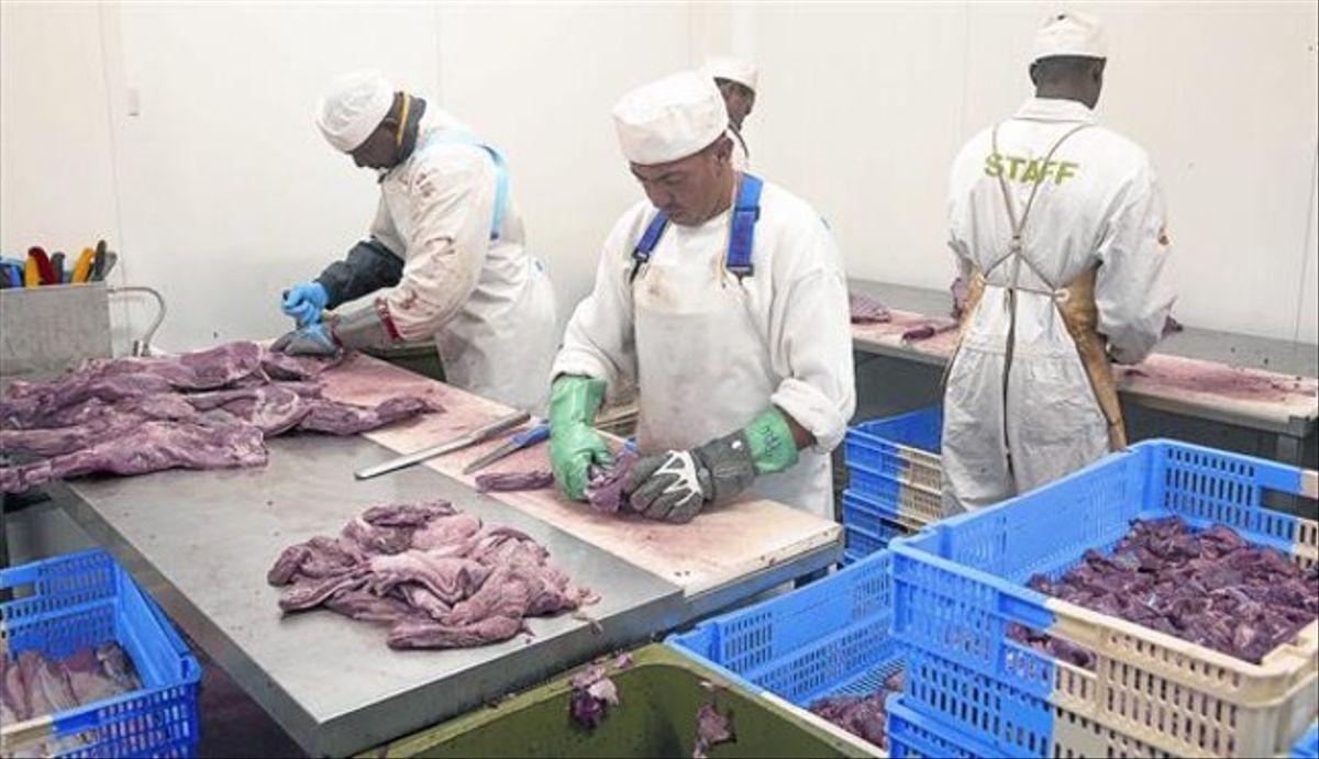 Operarios despiezan carne en un matadero.