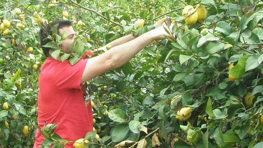 Un agricultor recoge limones.