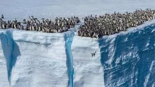 Vídeo | Cientos de bebés pingüino se lanzan al vacío desde 15 metros de altura