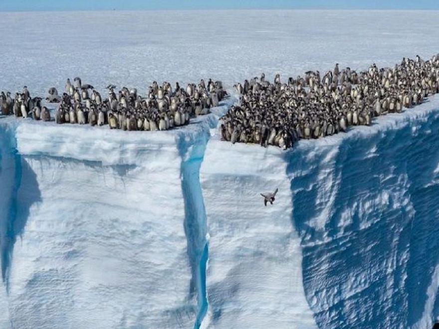 Graban por primera vez a cientos de bebés-pingüino lanzándose al vacío desde 15 metros de altura