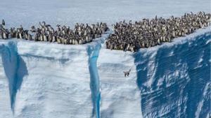 Fotograma del documental con los pingüinos lanzándose al agua
