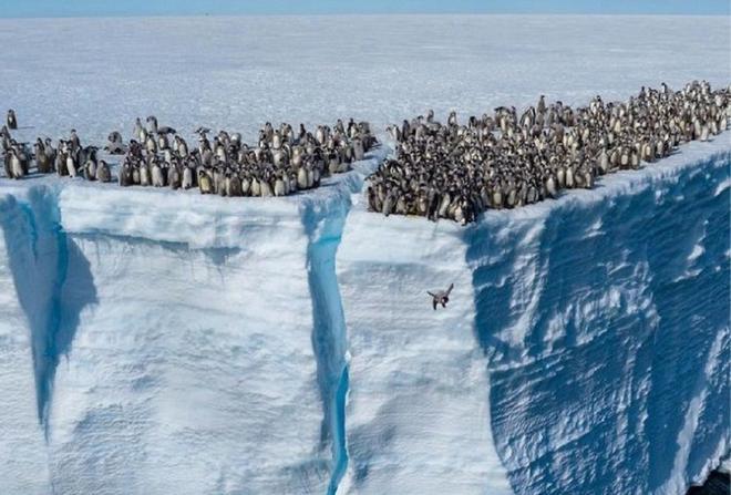 Fotograma del documental con los pingüinos lanzándose al agua