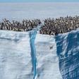 Fotograma del documental con los pingüinos lanzándose al agua