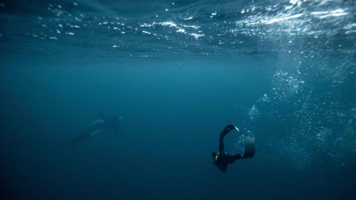 El cinco veces campeón mundial de apnea, el francés Arthur Guerin-Boeri, nada junto a una orca en el Océano Ártico en la isla de Spildra, al norte del Círculo Polar Ártico.