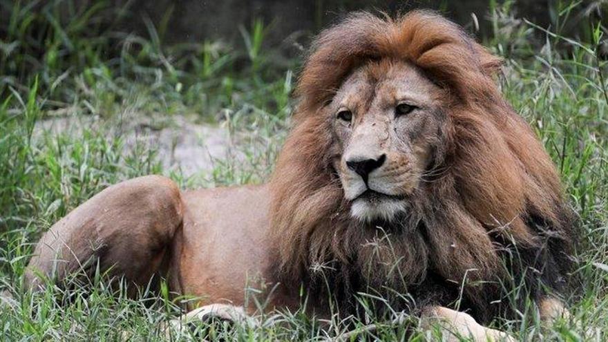 Arrestado un hombre que transportaba 342 kilos de huesos de león