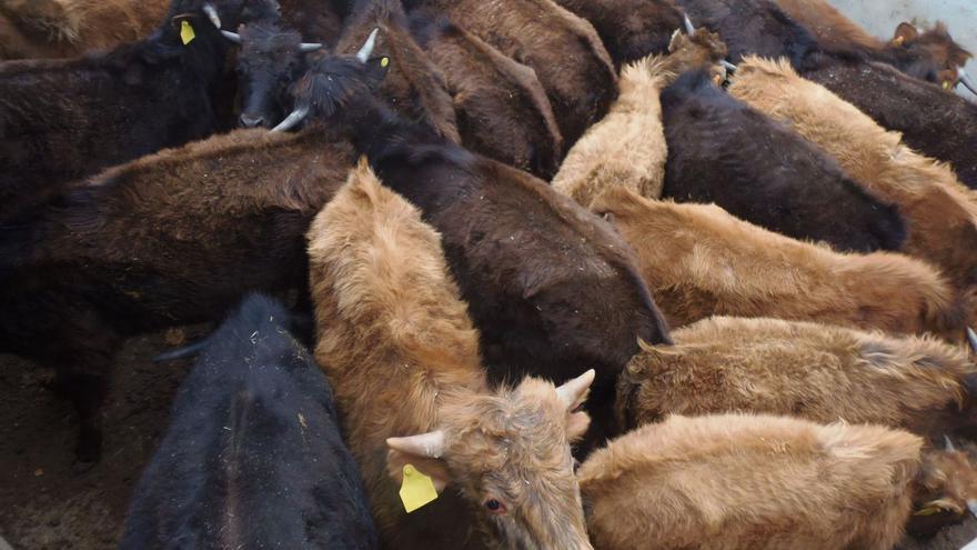 El lobo y el precio del pienso dejan a la ganadería taurina de Zamora en situación “crítica”