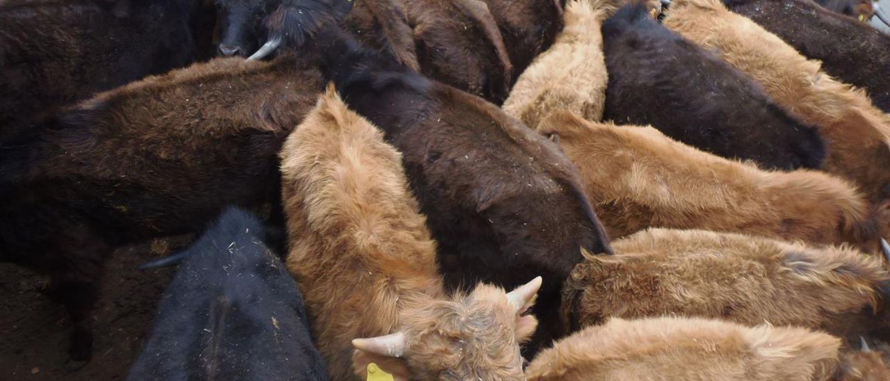 Reses de la ganadería Hermanos Boyano de Paz, a la espera de ser marcadas.