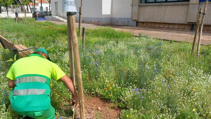 Almassora ahorra agua al plantar en parques públicos plantas autóctonas