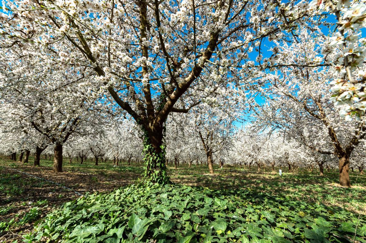 El espectáculo de la floración de los frutales en el Baix Segria, Lleida