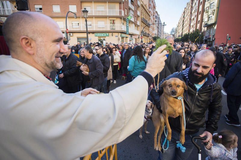 Bendición de animales por Sant Antoni del Porquet