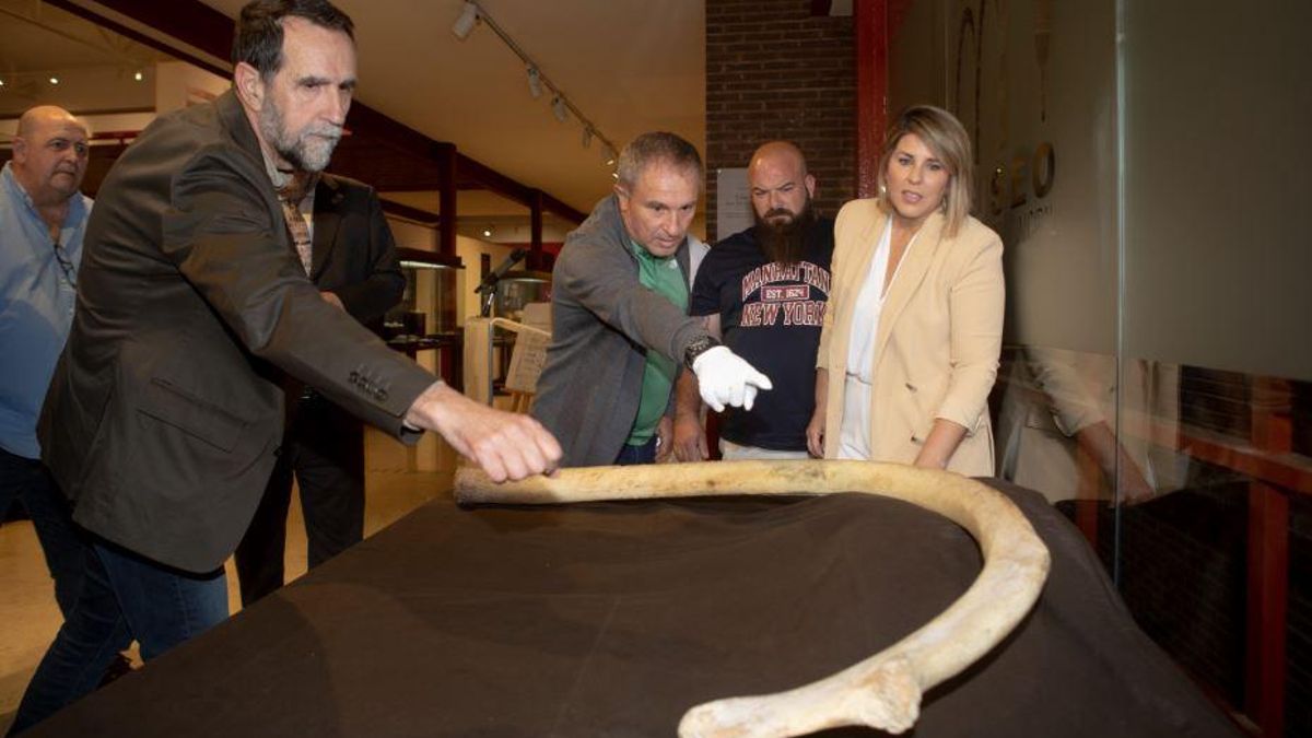 Donación de la supuesta costilla de mamut al Museo Arqueológico de Cartagena