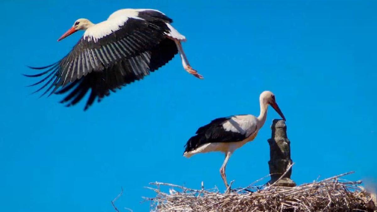 Los nidos de cigüeña amenazan con convertirse en un problema serio.