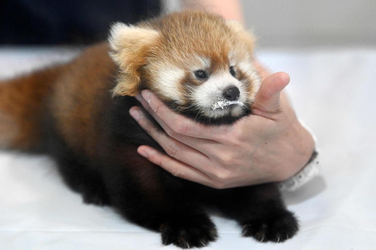 Dos cachorros de panda rojo, presentados en Yokohama