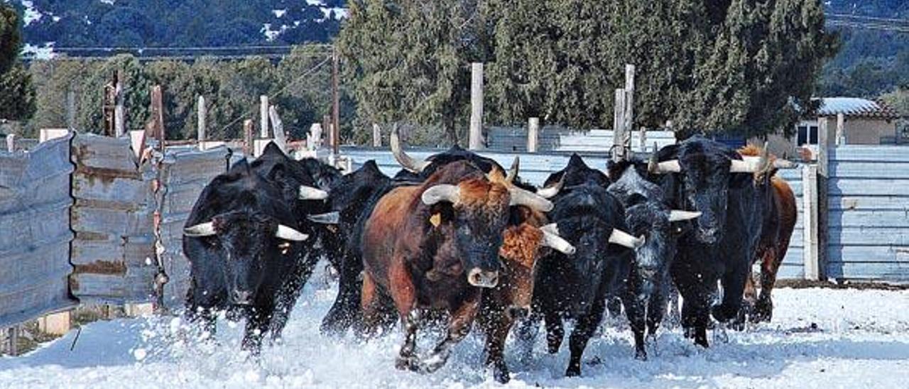 La nieve cubre las ganaderías