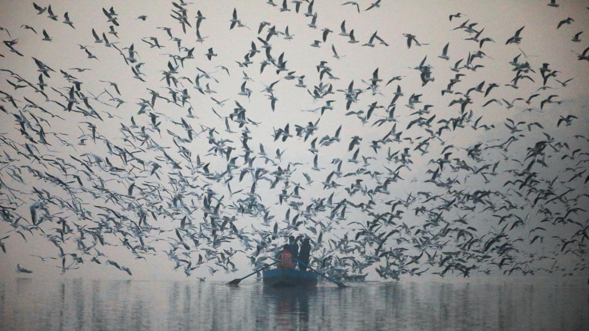 La gente alimenta a las gaviotas desde un bote en el río Yamuna, en una mañana con niebla tóxica en Nueva Delhi, India, el 18 de noviembre de 2021.