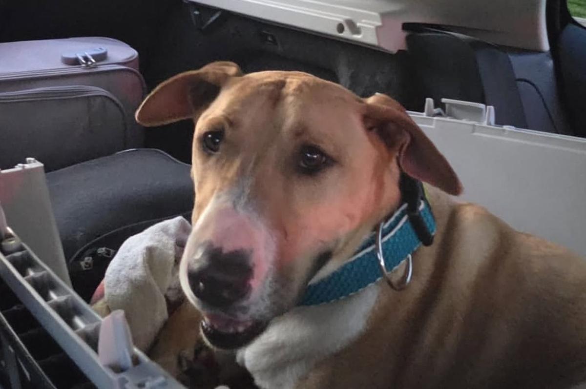 Ahora Pumba viaja en coche