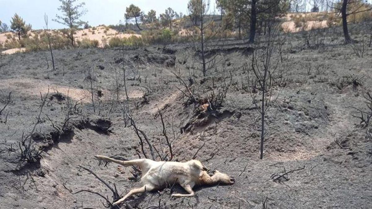 Un ungulado calcinado en el incendio de la Culebra