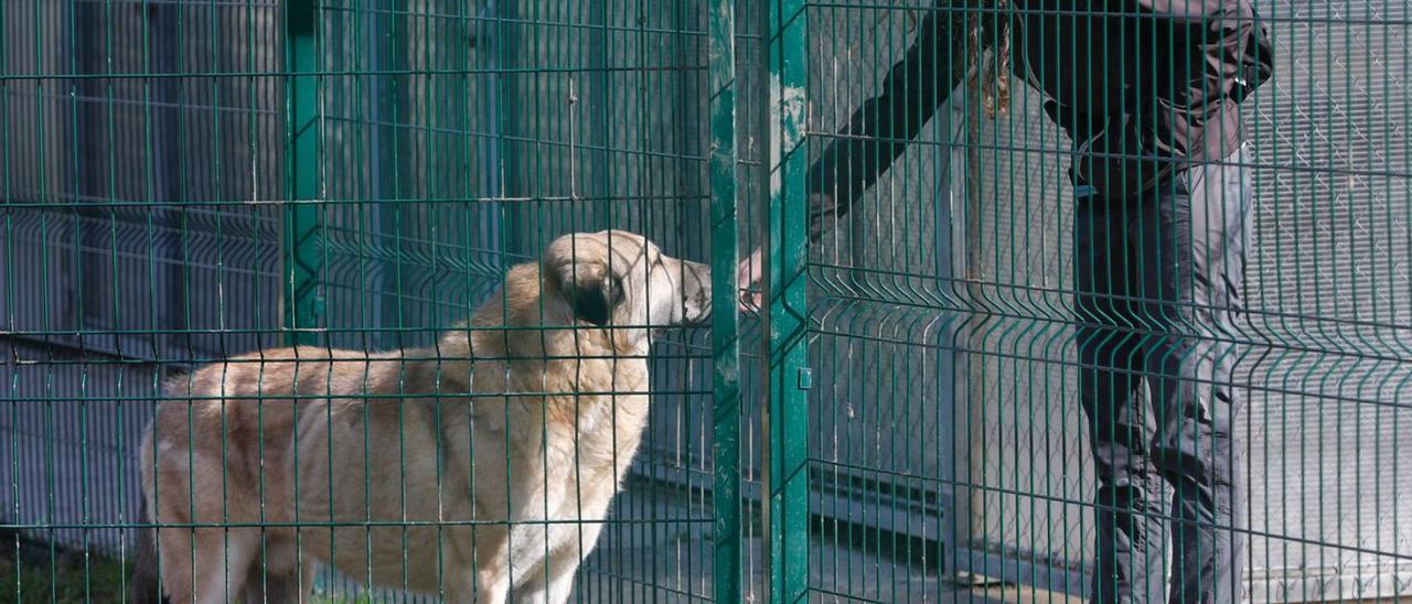 ADOPTAR PERRO EN OVIEDO | Adoptar animales del albergue municipal de Oviedo  será gratuito a partir de este sábado