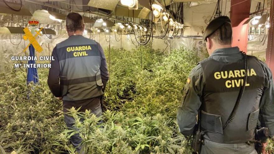 Cuatro detenidos, miembros de una red criminal dedicada al cultivo de marihuana