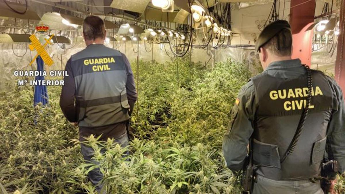 En los 5 registros practicados fueron intervenidas casi 1.300 plantas, 10 kilogramos de picadura, 11 kg de cogollos de marihuana ya envasado, 1 kg de hachís y dinero en efectivo.