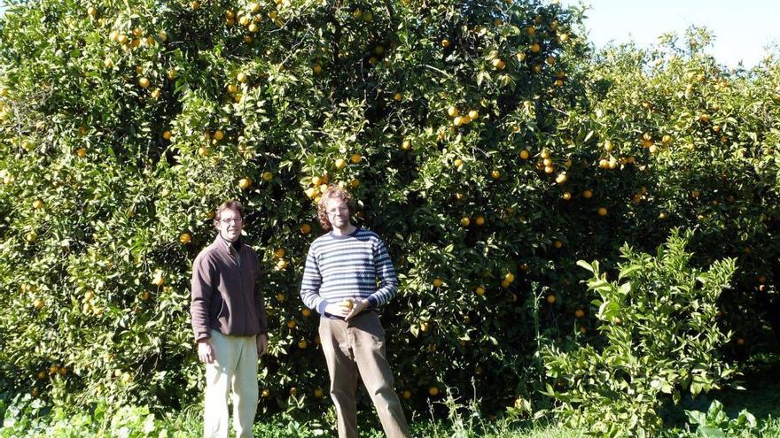 Los cítricos ecológicos de Palma del Río experimentan una fuerte demanda