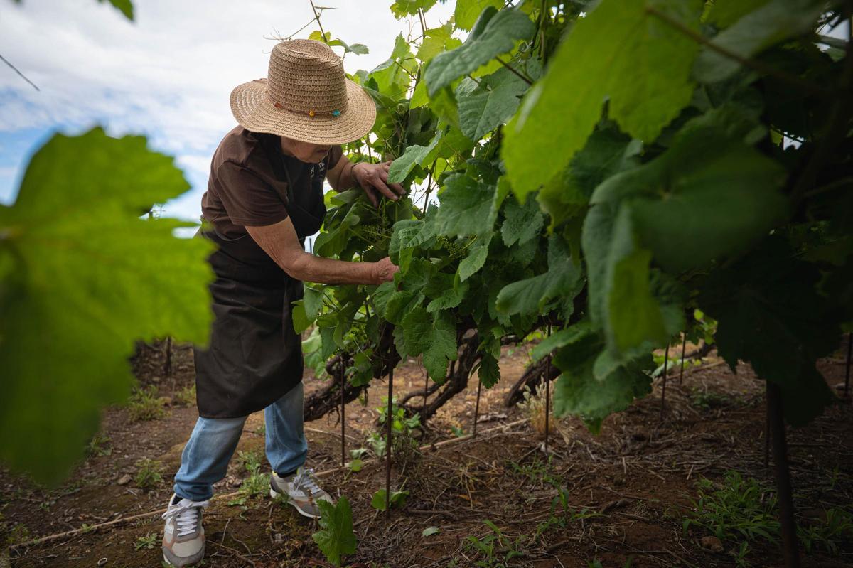 La técnica del cordón trenzado en bodegas Tajinaste, La Orotava