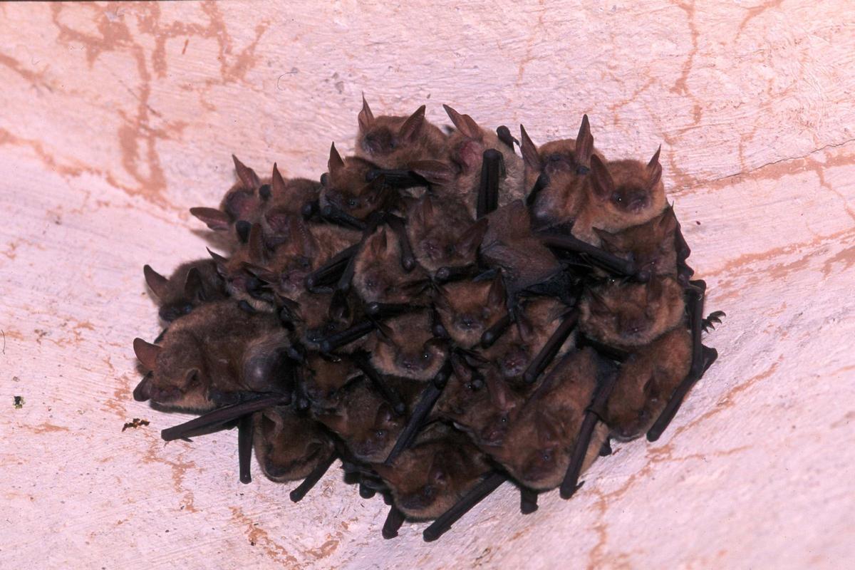 Un grupo de murciélagos, en el interior de la cueva, en una imagen de archivo.