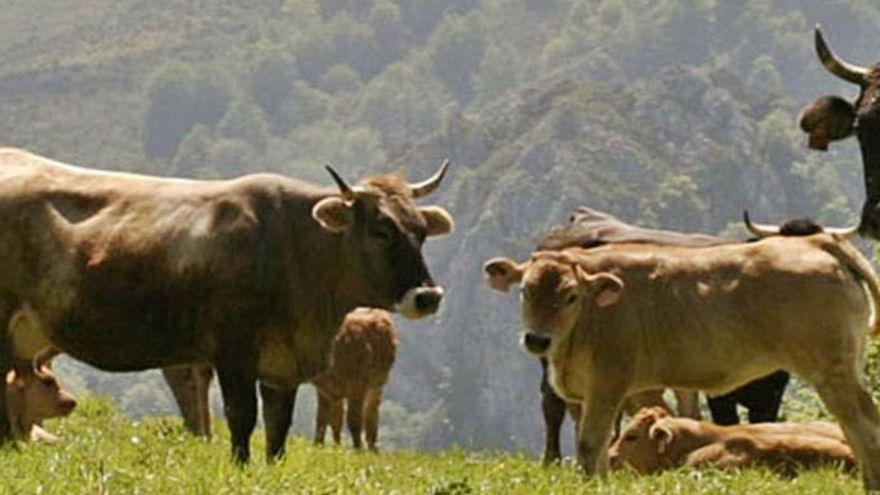 “Guerra” abierta en el sector agroganadero al enfrentarse COAG, ASAJA y UCA con dos colectivos