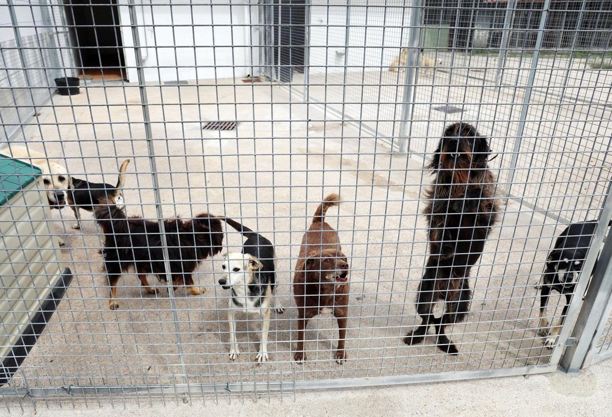 La Asociación Protectora de Animales dice adiós al refugio de A Madroa tras casi medio siglo