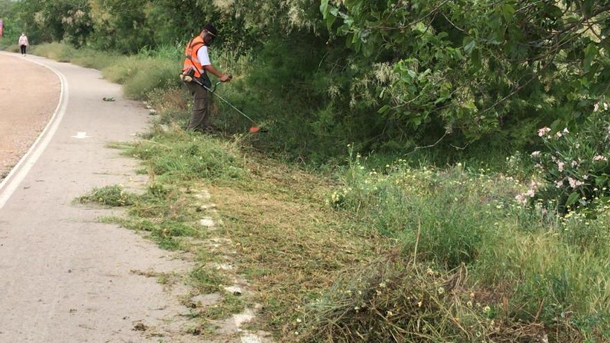 La CHS realiza el desbroce y la poda en la mota del río entre Orihuela y Beniel