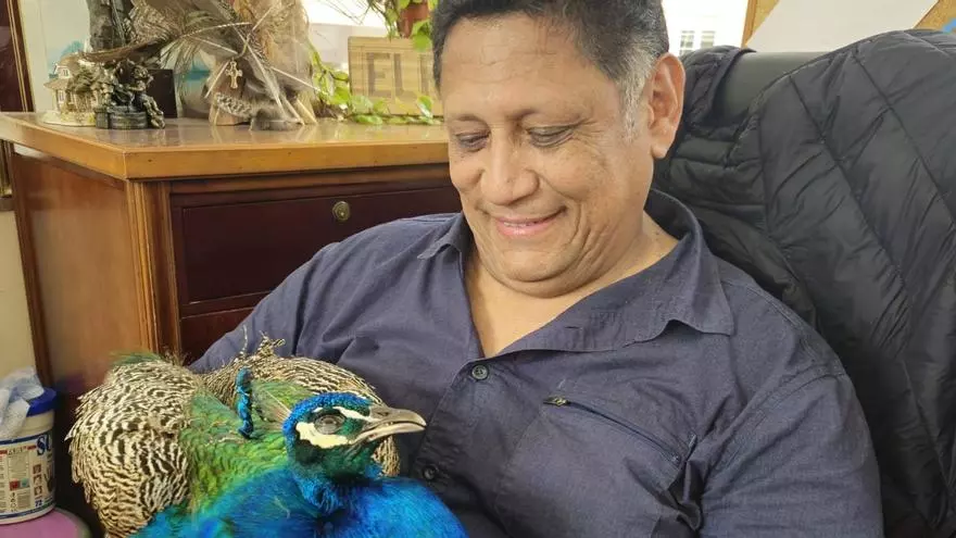 “Pavarotti murió en mis manos”: la tristeza de un portero Oviedo que rescató al pavo real atropellado en el centro de la ciudad