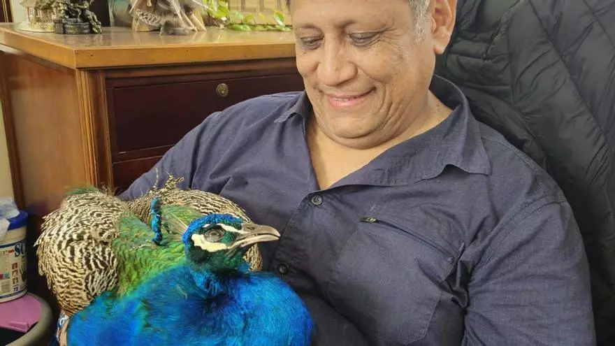 La emotiva historia de Pavarotti, el pavo que murió atropellado por un coche en Oviedo: "Nadie vino a ayudarnos murió en mis manos"