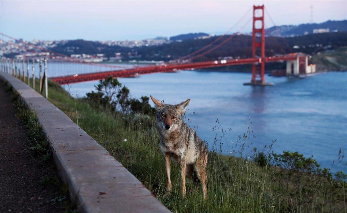 Un coyote en el mirador Vista Point del puente Golden Gate, con San Francisco al fondo.