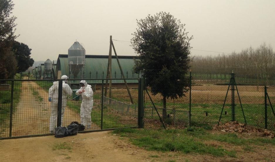 Inspectors en una granja propera a la que ha registrat un nou cas de grip aviària