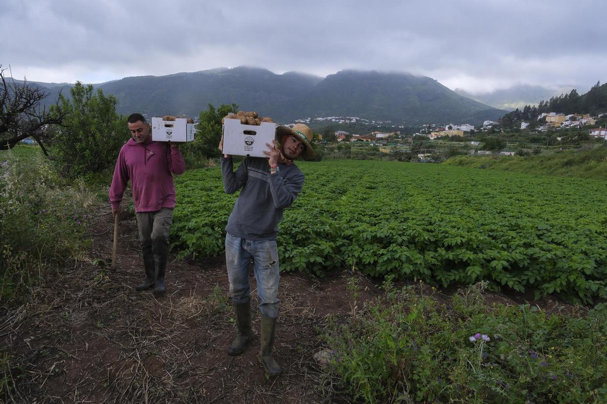 Recogida de las papas en la finca de Mario Benítez.