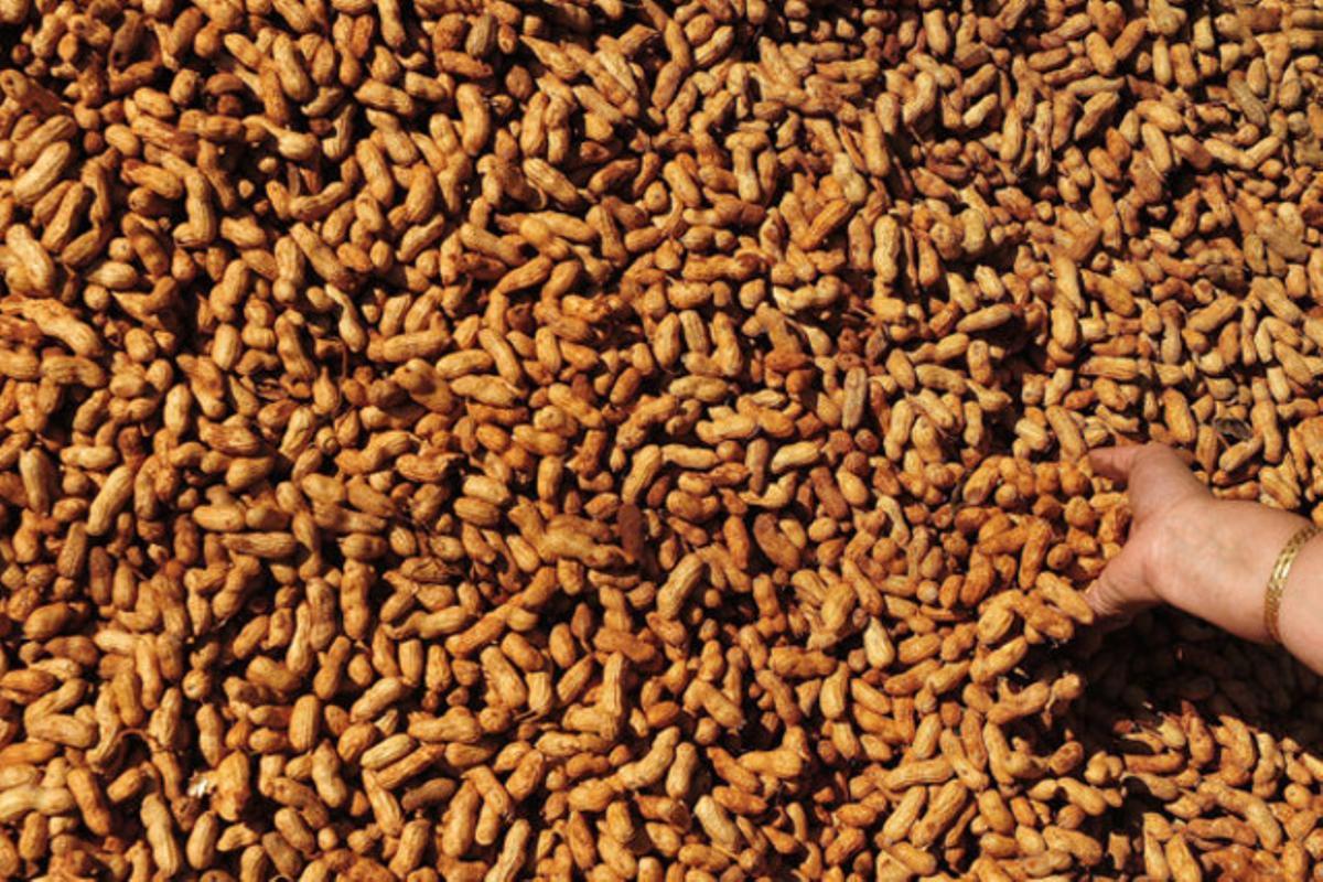 Una dona agafa un grapat de cacauets d’un munt apilat al Festival del Cacauet de Bangalore (Índia).