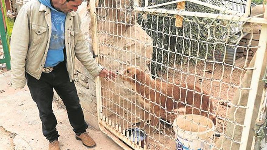 Capturan los perros sospechosos del ataque de la Vall y toman su ADN