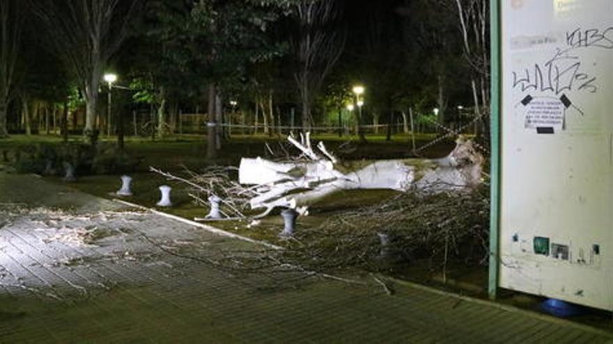 El tronc de l&#039;arbre caigut a Salou