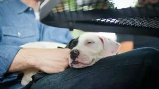 Critican la presencia de perros en un bar y el dueño estalla: "Para asco, el que da su comentario"